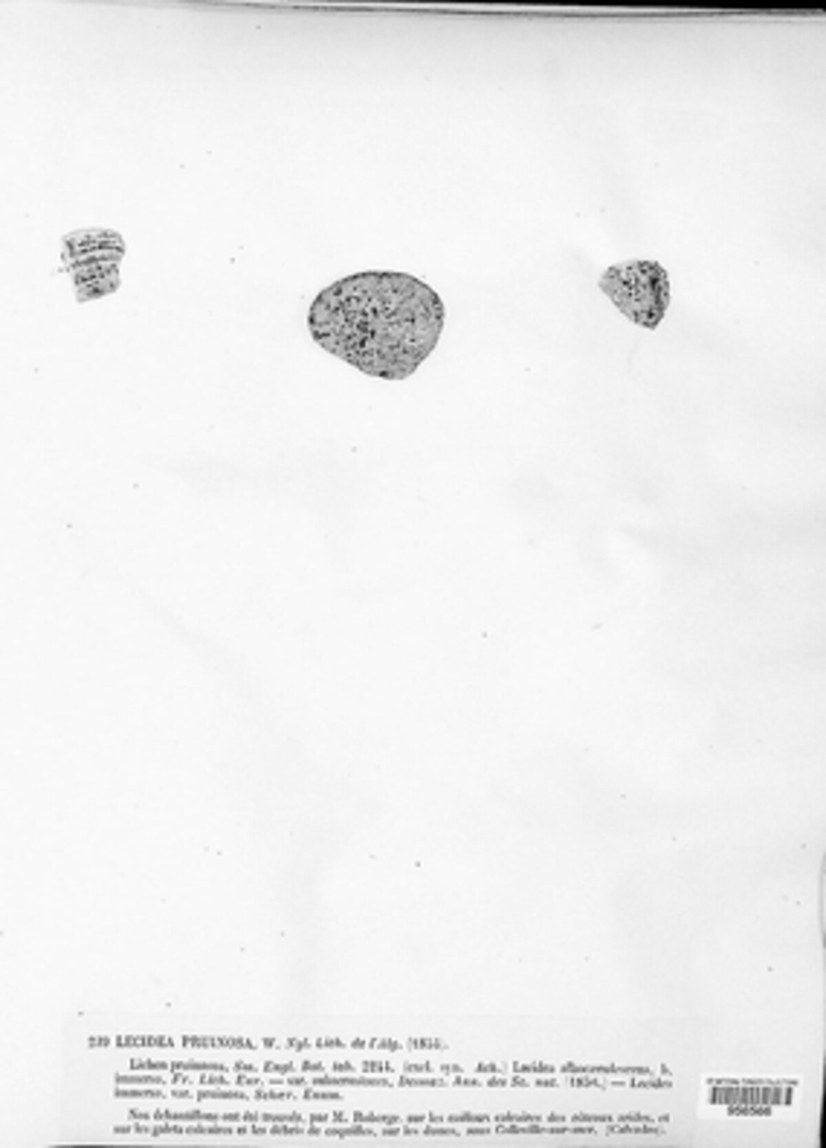 Sarcogyne pruinosa image